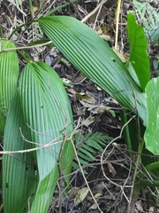 Molineria capitulata