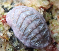 Lepidozona scrobiculata