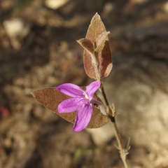 Justicia austrocapensis