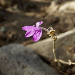 Justicia austrocapensis