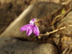 Justicia austrocapensis