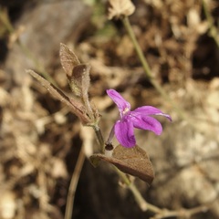 Justicia austrocapensis