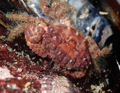 Paraxanthias taylori