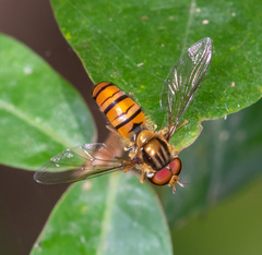 Episyrphus
