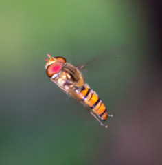 Episyrphus