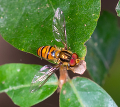 Episyrphus