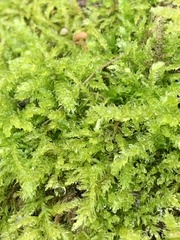 Lophocolea bidentata