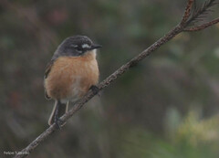 Polystictus superciliaris