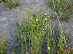 Baccharis juncea