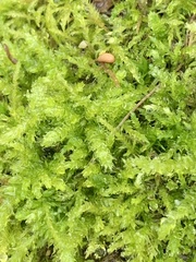 Lophocolea bidentata