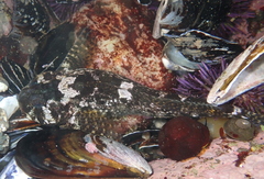Clinocottus recalvus