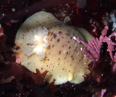 Geitodoris heathi