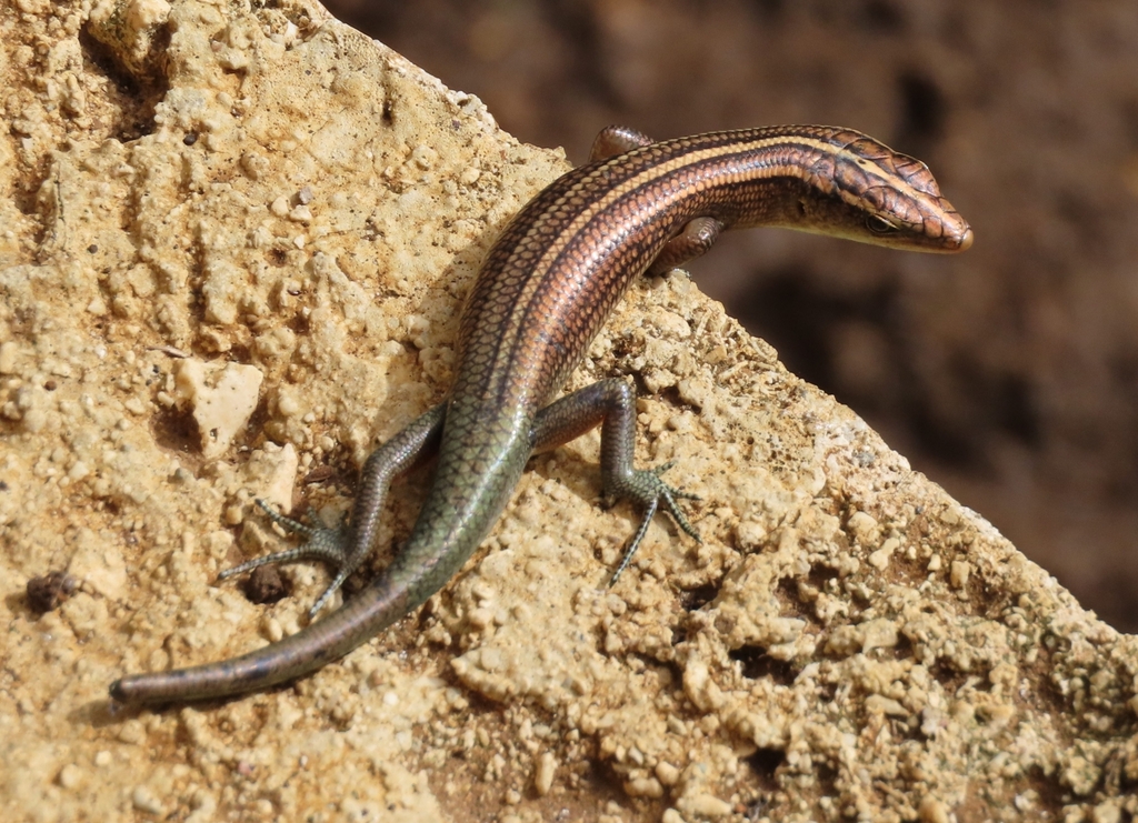 Copper-tailed Skink (Emoia cyanura)