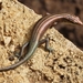 Copper-tailed Skink - Photo (c) islandnaturespotter, some rights reserved (CC BY-NC), uploaded by islandnaturespotter