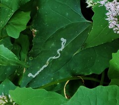 Liriomyza carphephori