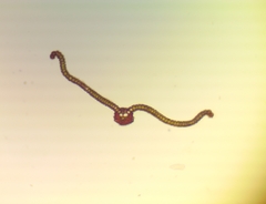 Syntrichia cainii