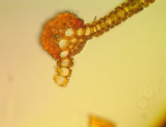 Syntrichia cainii