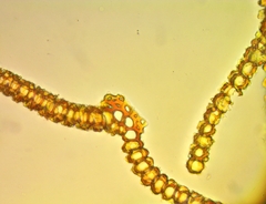 Syntrichia cainii