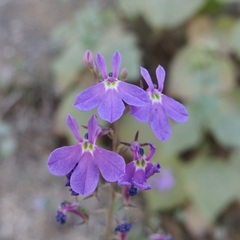 Lobelia aurita