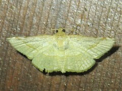 Addaea subtessellata