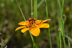 Misumenoides