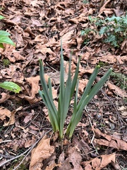 Narcissus pseudonarcissus