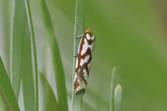 Myrascia bracteatella