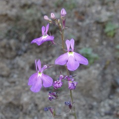 Lobelia aurita