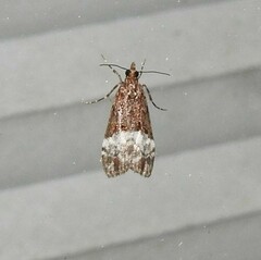 Scoparia minusculalis