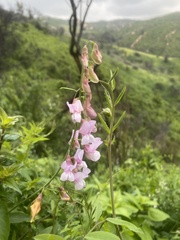 Lathyrus vestitus
