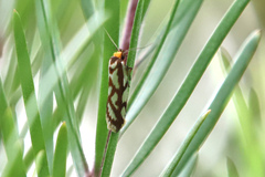 Myrascia bracteatella