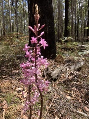Dipodium