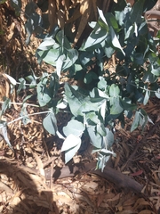 Eucalyptus cinerea