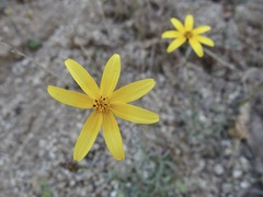 Bidens xanti