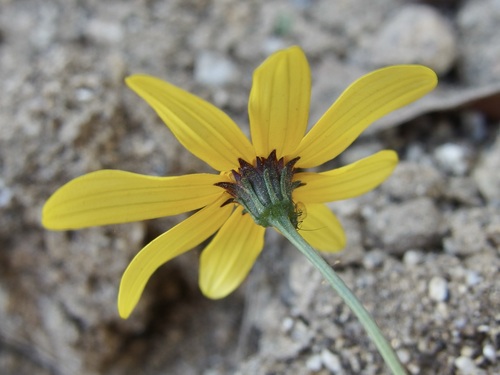 Image of Bidens xanti by (c) Sue Carnahan, some rights reserved (CC BY)