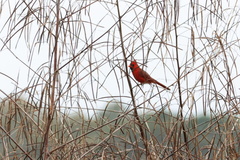 Cardinalis cardinalis