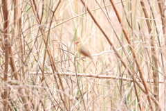 Cardinalis cardinalis