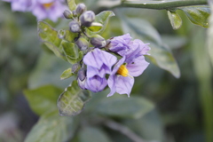 Solanum umbelliferum