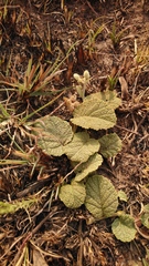 Hermannia transvaalensis