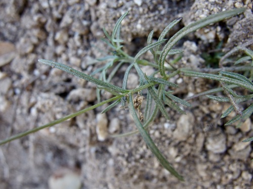 Image of Bidens xanti by (c) Sue Carnahan, some rights reserved (CC BY)