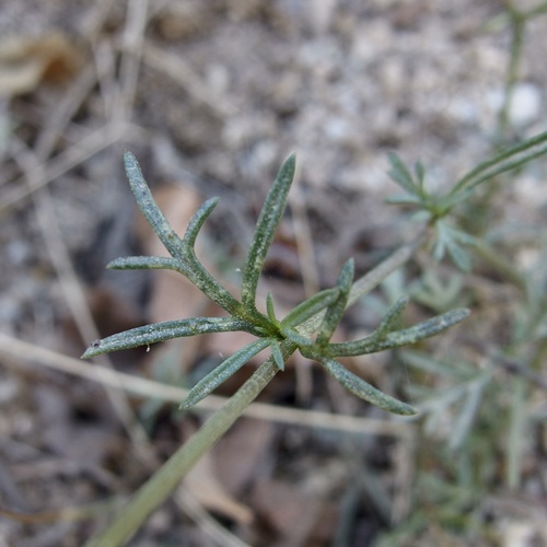Image of Bidens xanti by (c) Sue Carnahan, some rights reserved (CC BY)