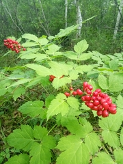 Actaea erythrocarpa