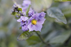 Solanum umbelliferum