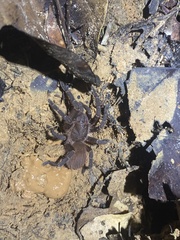 Acanthoscurria