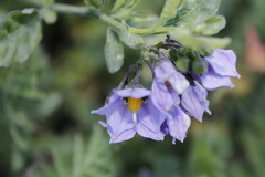 Solanum umbelliferum