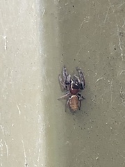 Opisthoncus nigrofemoratus