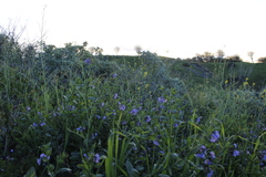 Solanum umbelliferum