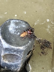 Opisthoncus nigrofemoratus