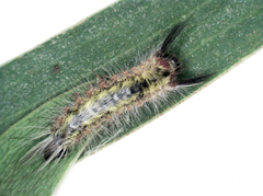 Nataxa flavescens