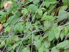 Rubus leucodermis